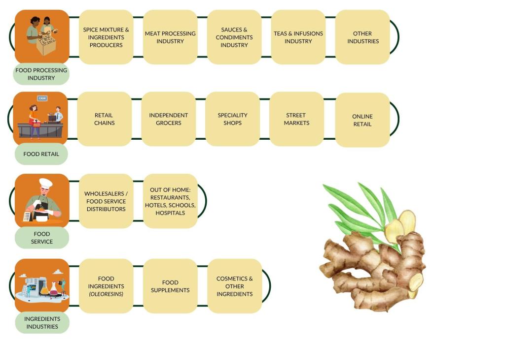 Figure 3: End-market segments for ginger in Europe