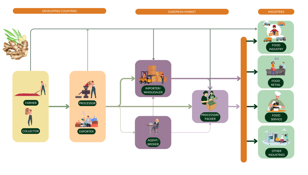 Figure 4: Trade channels for dried ginger in Europe