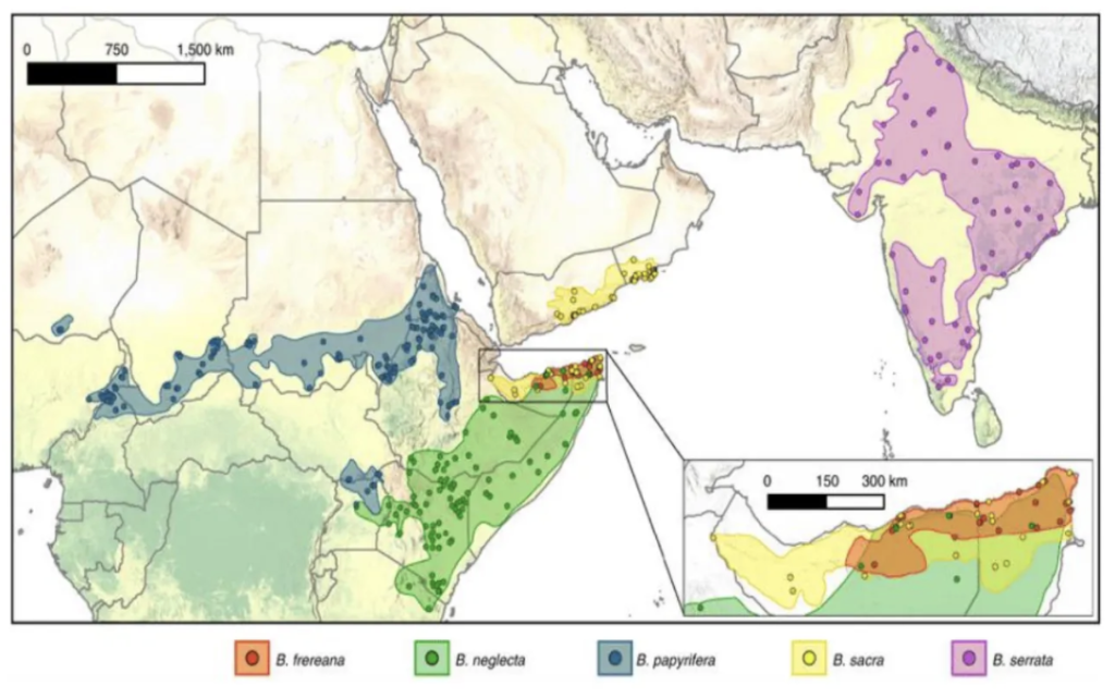 Figure 2: Geographical distribution of various Boswellia trees around the world
