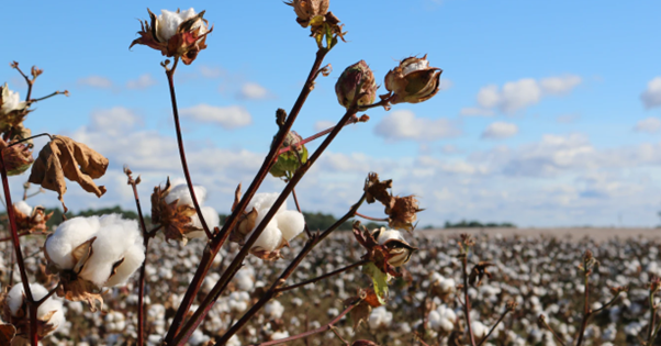 Cotton plants in a field