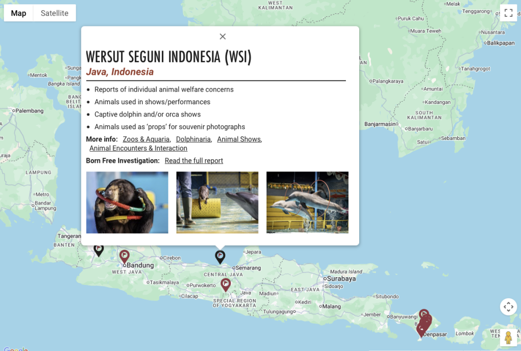 Example of animal exploitation in Indonesia