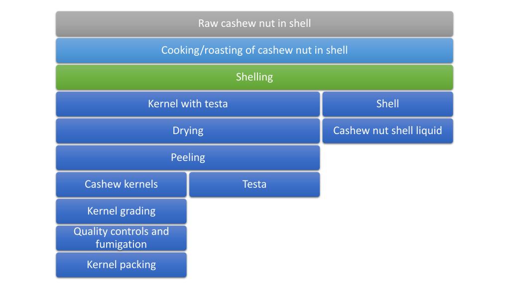 Stages of processing raw cashew fruit (drupes) into kernels and byproducts