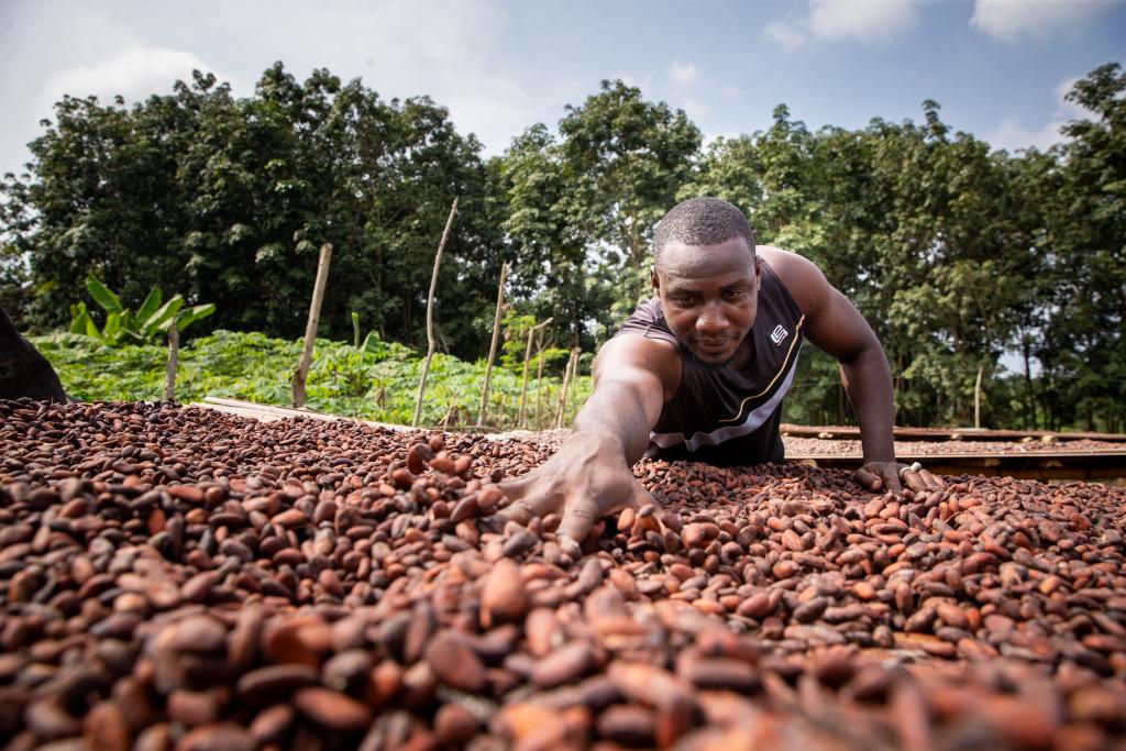 Man sorting beans