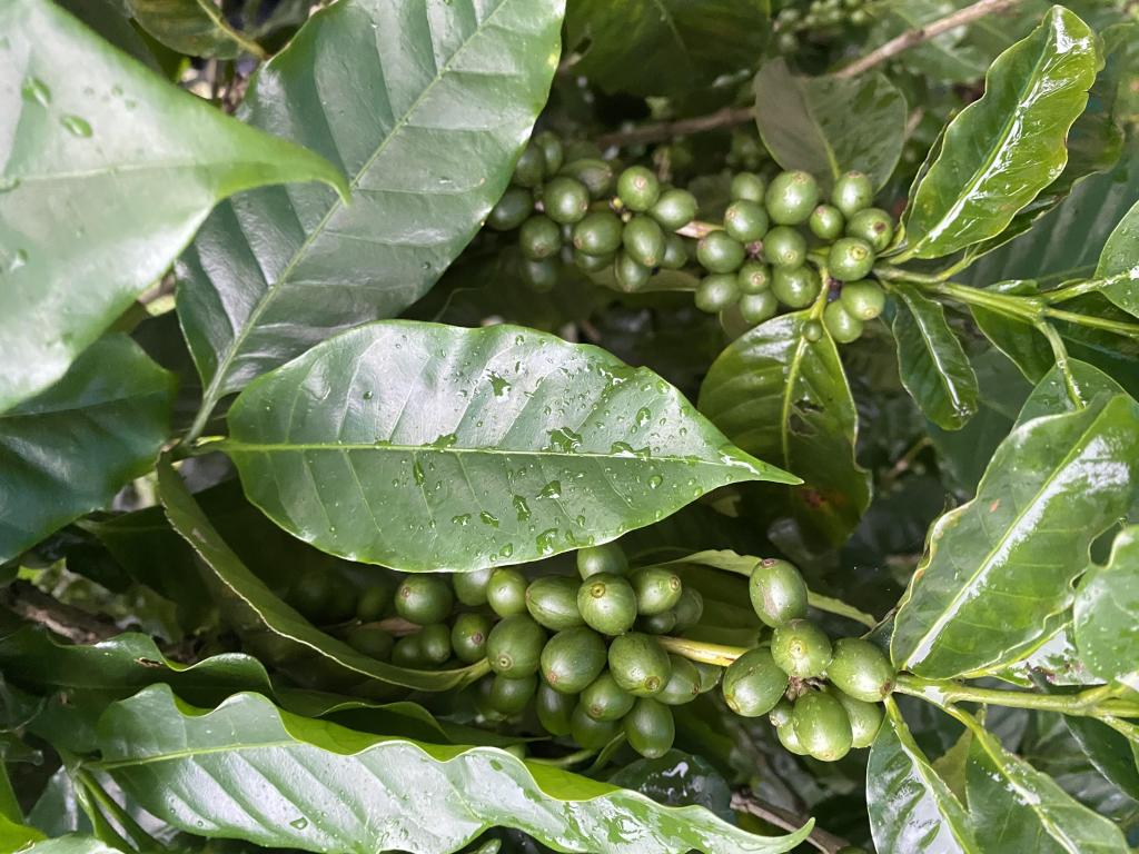 Unripe Arabica berries of the Geisha variety in Costa Rica