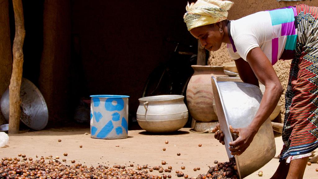 Women spreading out shea nuts