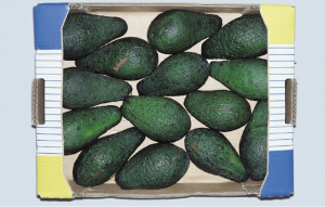 Class I avocados with slight defects