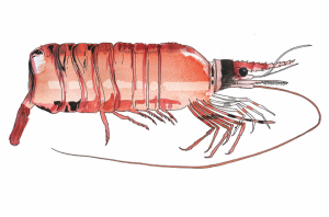 a soaked shrimp