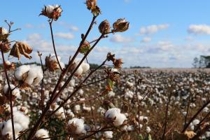 Cotton field big