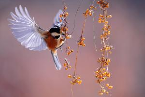 bird lured with food