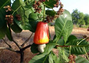 Cashew nut fruit