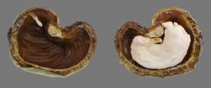 Cashew nut in shell cut