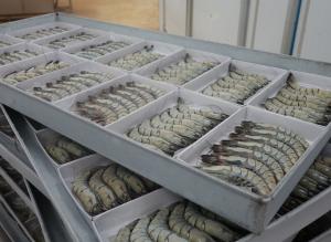 Freshly frozen HOSO black tiger shrimp