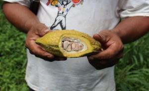 Asociación Cacao y Chocolate