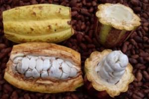 Cocoa beans