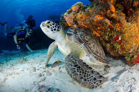 A well-preserved, beautiful underwater environment