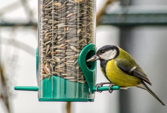 Sunflower seeds used for feeding birds