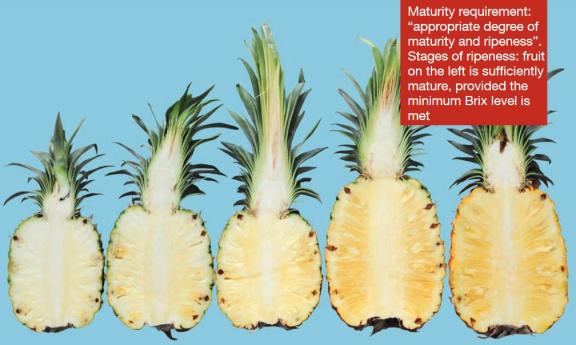 Pineapple flesh in different stages of maturity