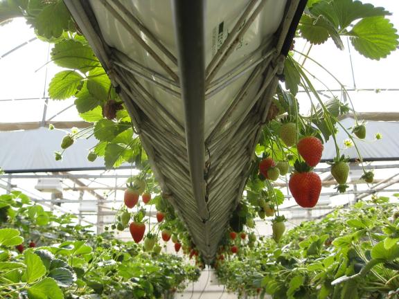 Greenhouse strawberry production