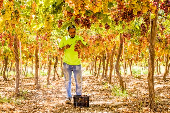 Harvesting dates