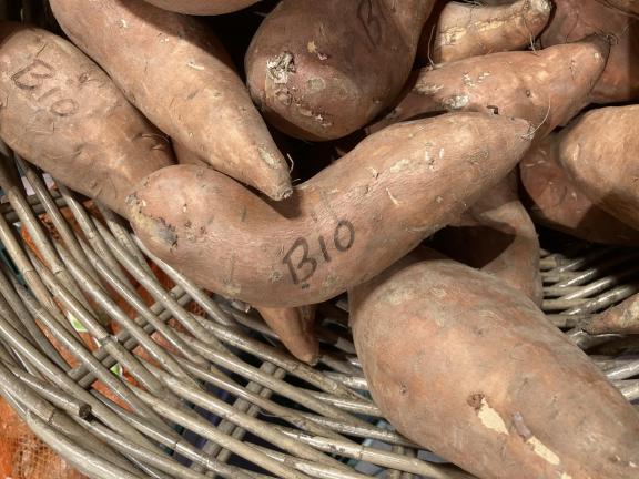 Example of laser labelling of organic sweet potato in a German supermarket
