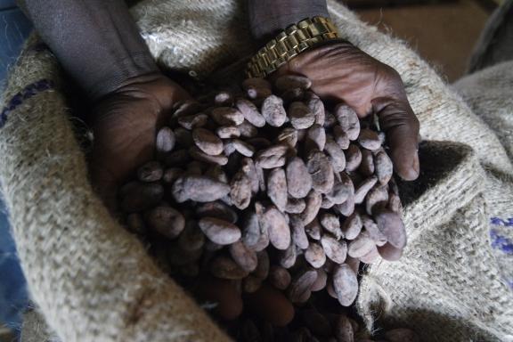 Cocoa beans