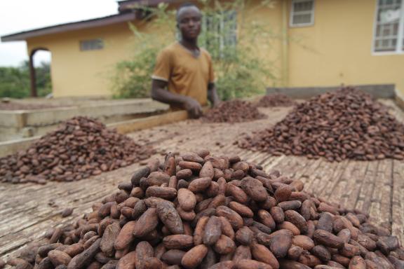 Farmers and cocoa beans