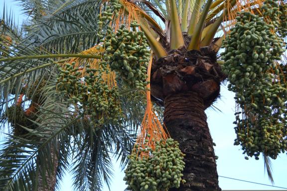 Unripe and ripening dates on a date palm tree 1a