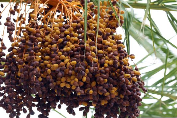 Unripe and ripening dates on a date palm tree 1b