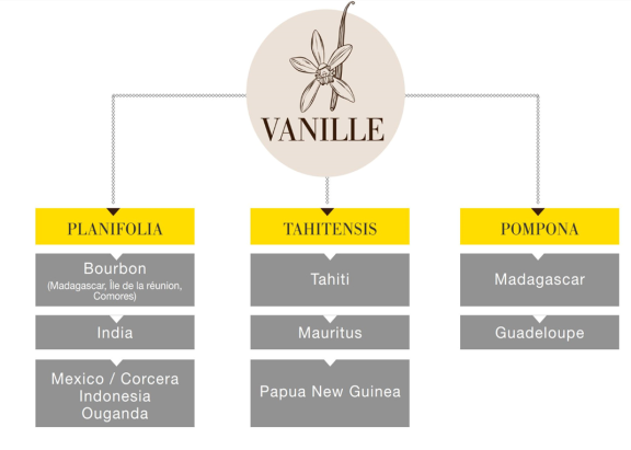 Gousses de vanille - Madagascar, Papouasie, Ouganda, Tahiti, Mexique,  Guadeloupe.