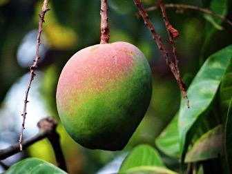 Mango Dr. Hauschka