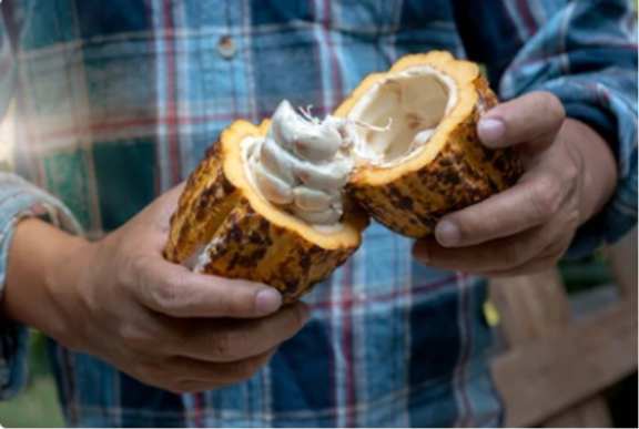 The cocoa fruit consists of more than just cocoa beans