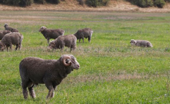 An important consideration when using Merino wool