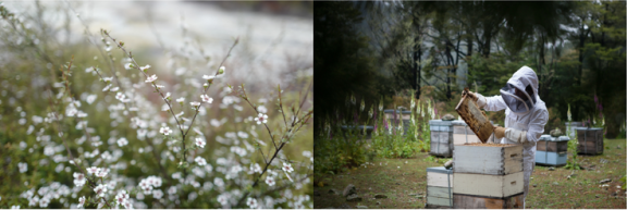Manuka flowers and manuka honey production in New Zealand