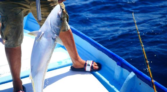 Landing a catch at Baja California, Mexico