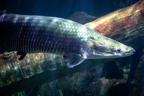 Guyana Arapaima