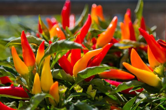 Peperoncino chilli peppers