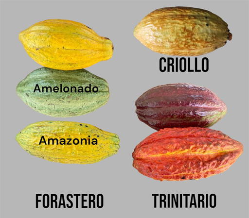 Figure 2: Common cocoa varieties
