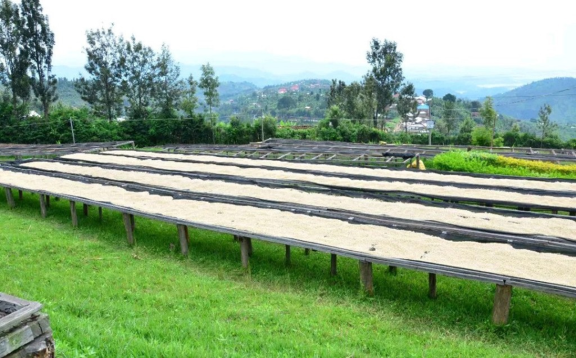 Figure 3: Raised wooden beds for sun-drying coffee