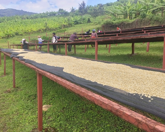 Figure 5: Raised metallic beds for sun-drying coffee
