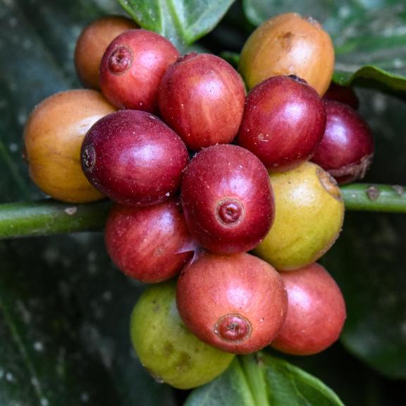 Figure 1: Robusta berries in India