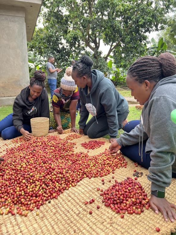 Gorilla Highlands Coffee