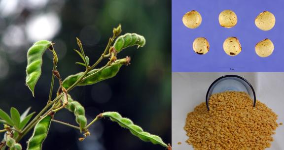 Figure 1: Pigeon pea plant, whole seeds and split pea