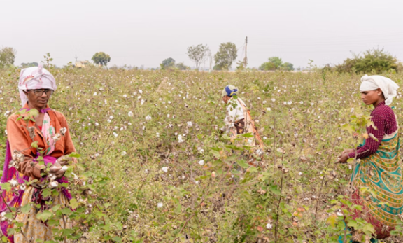 Figure 5: Many European brands focus on sustainable materials, especially organic cotton and recycled polyester (rPET)