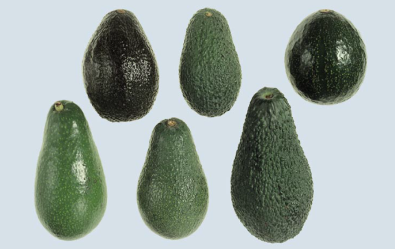 Figure 1 - Examples of avocado varieties
