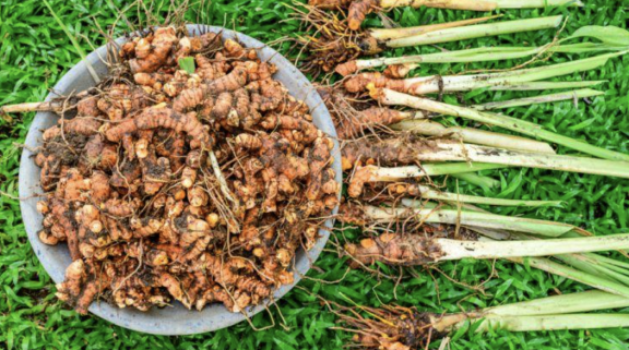 Figure 1 - Turmeric plant
