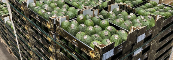 Figure 12 - Avocados ready for distribution to European supermarkets