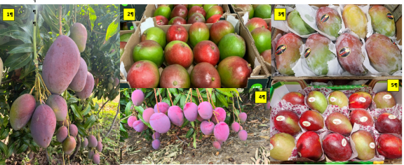 Figure 2 - Mango varieties Palmer-Brazil (1), Kent-Peru (2), Osteen-Spain (3), Tommy Atkins-Brazil (4), Kasturi-Israel (5)