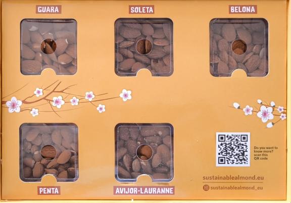 Figure 5: Some of the leading almond cultivars in Spain and Portugal