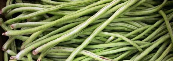 Figure 8 - Yardlong beans