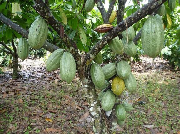 Organic cocoa at Esco Kivu in the Democratic Republic of Congo